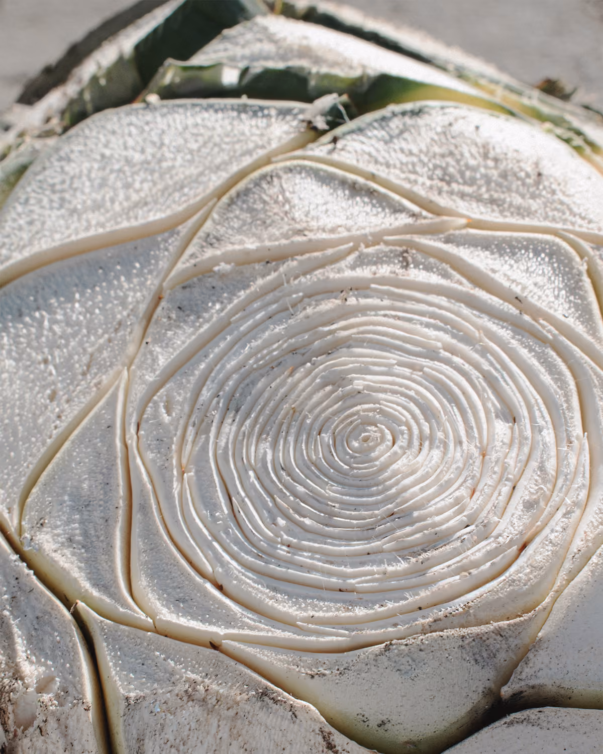 Close-up of the rings in a cut agave heart.