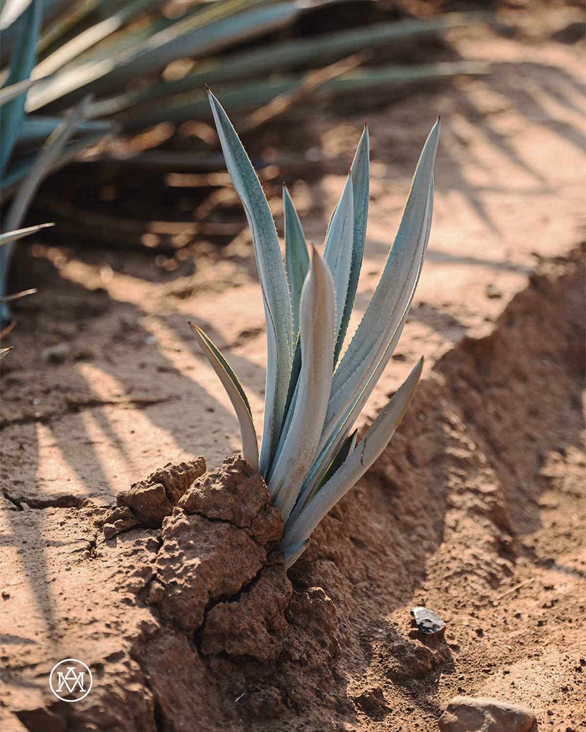 Young blue agave planted in reddish soil.