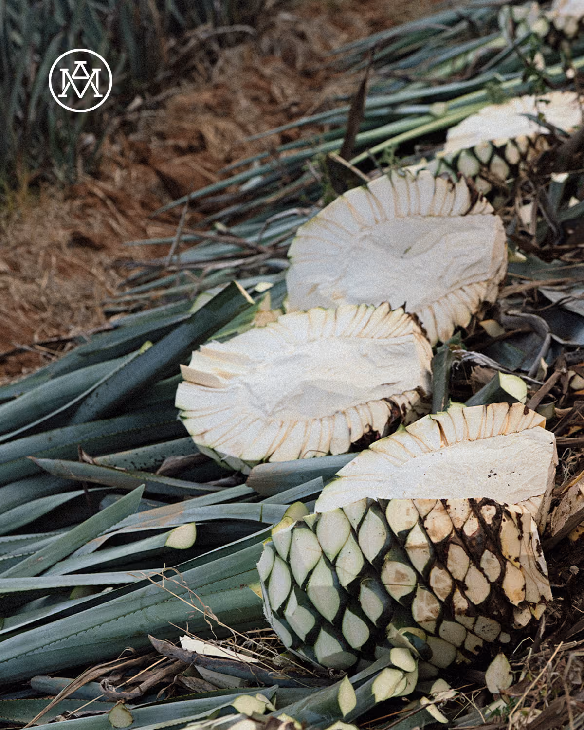 Split agave hearts during harvesting.