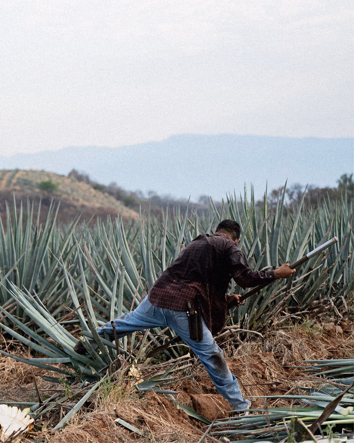 Agave harvester working among blue agaves.