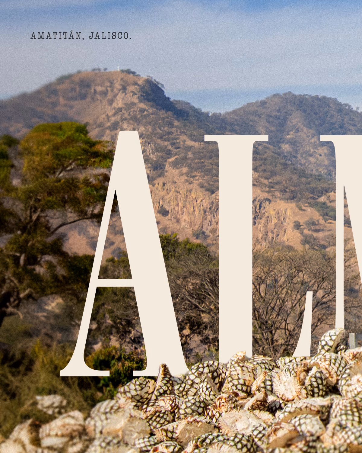 Harvested agave hearts before the mountains of Amatitán, overlaid with Almonte lettering.