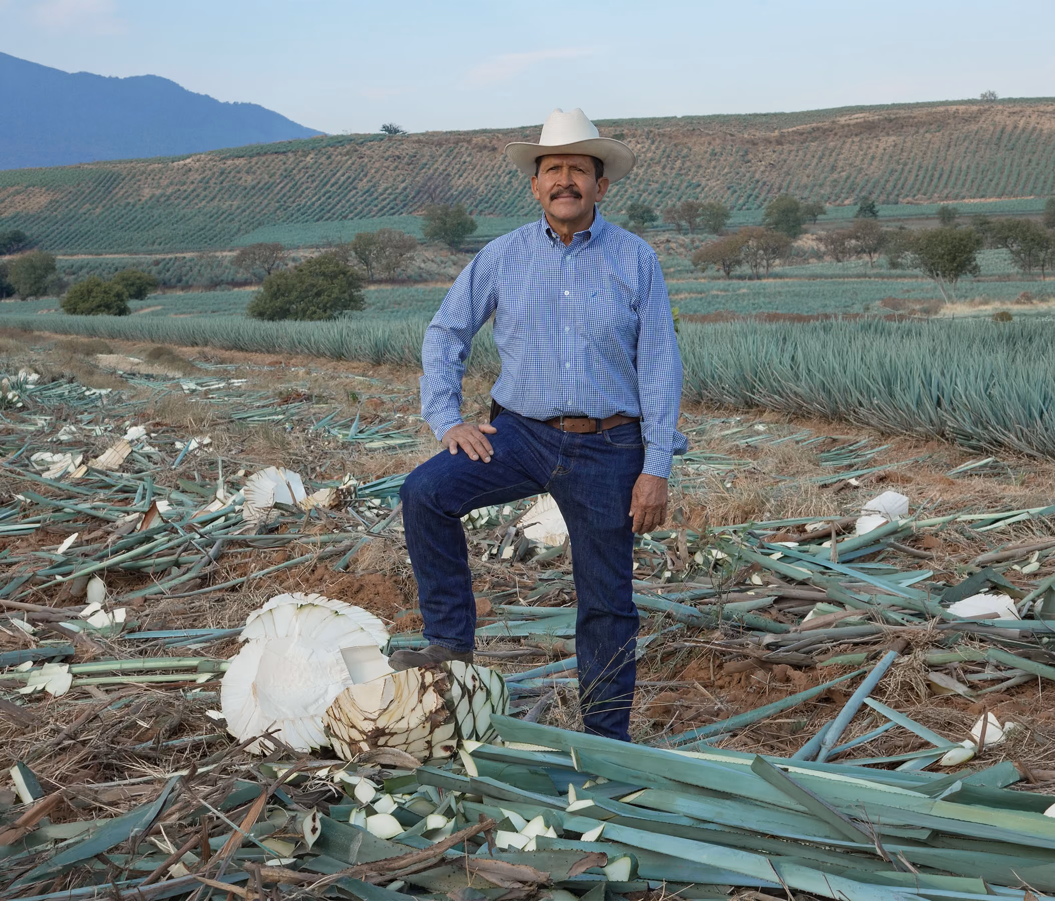 Álvaro Montes beside a freshly harvested agave heart in the field.