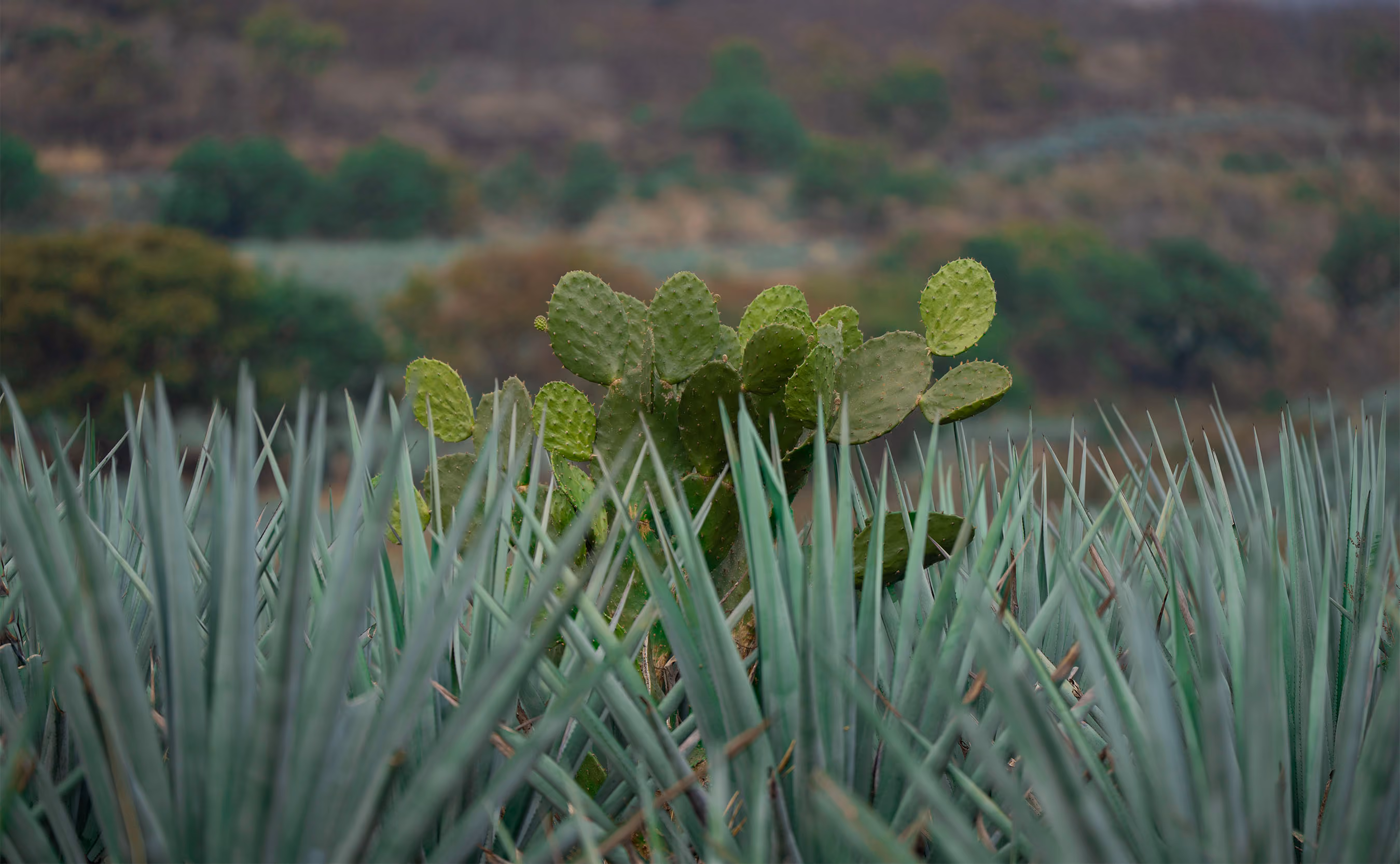 Blue agaves and prickly pear cacti in the landscape of Amatitán.