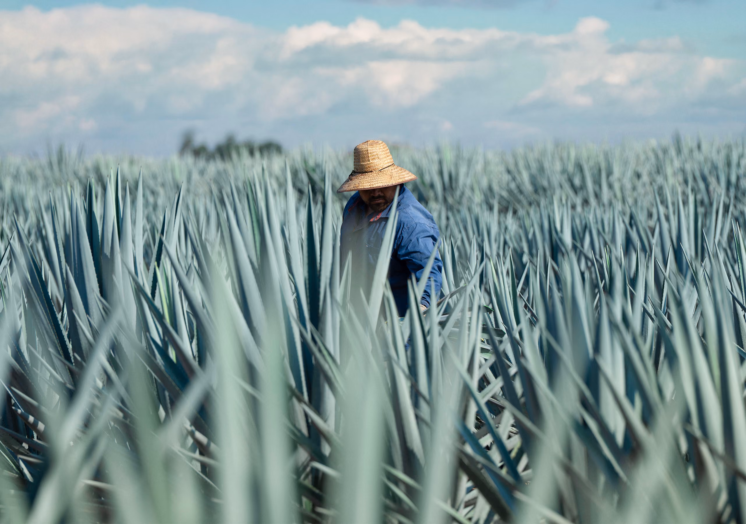 Worker wearing a hat among rows of blue agave.