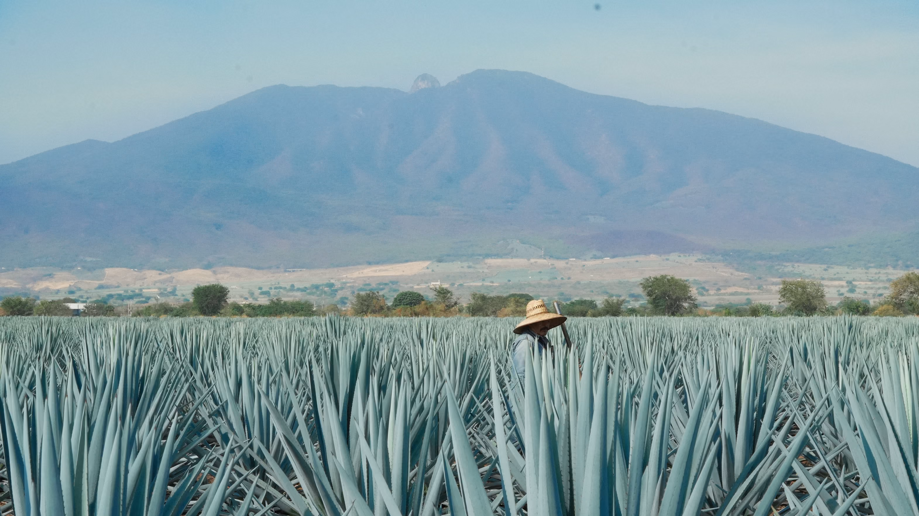 Blue agave field at the foot of the mountains in Amatitán.