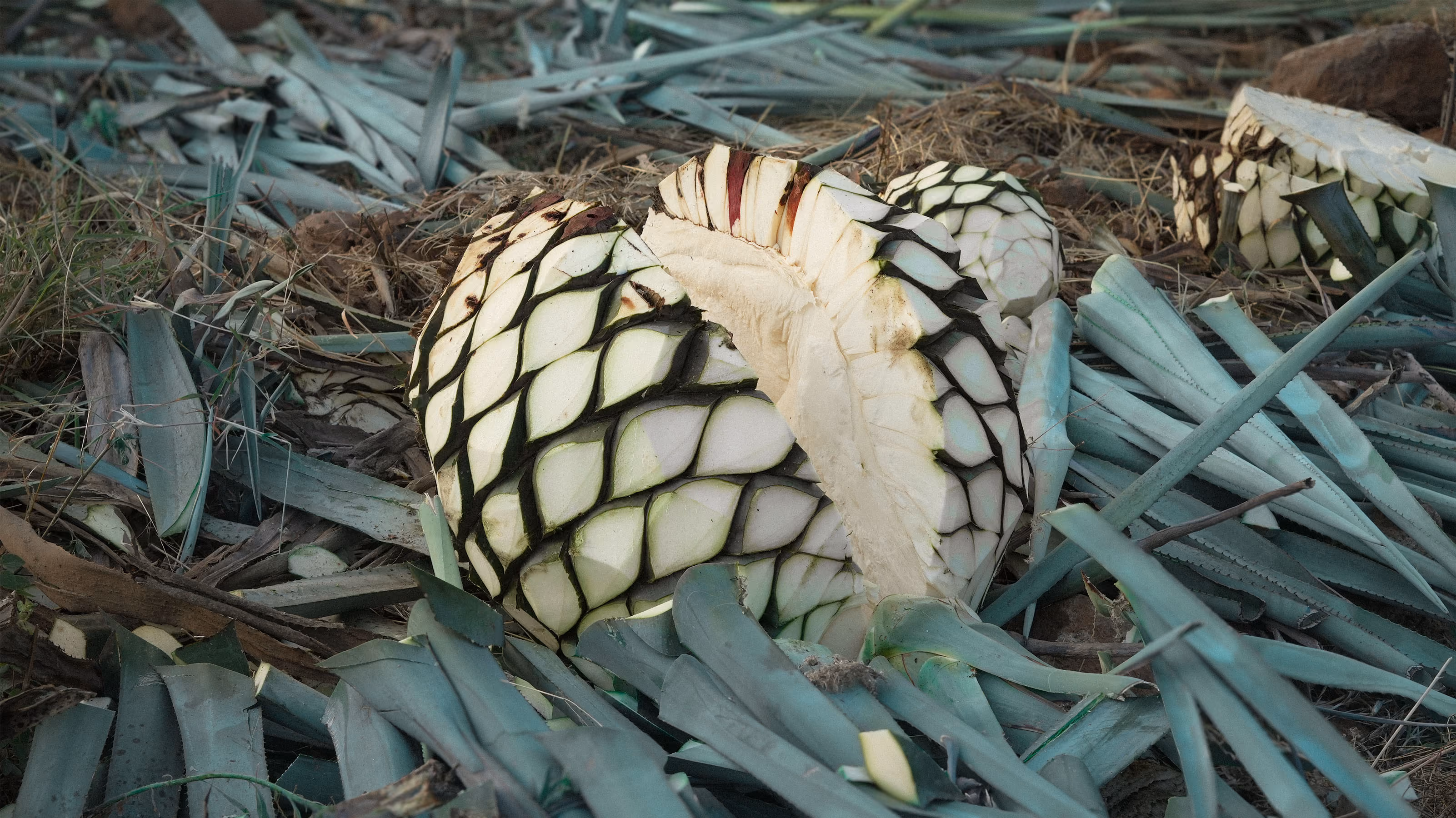 Freshly harvested agave hearts resting on cut leaves.